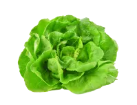 Cabbage graphic